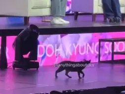 Download Video: 【都暻秀】猫猫实现了和嘟嘟同框，嘟还和猫打招呼..  亚巡 菲律宾 马尼拉 240831