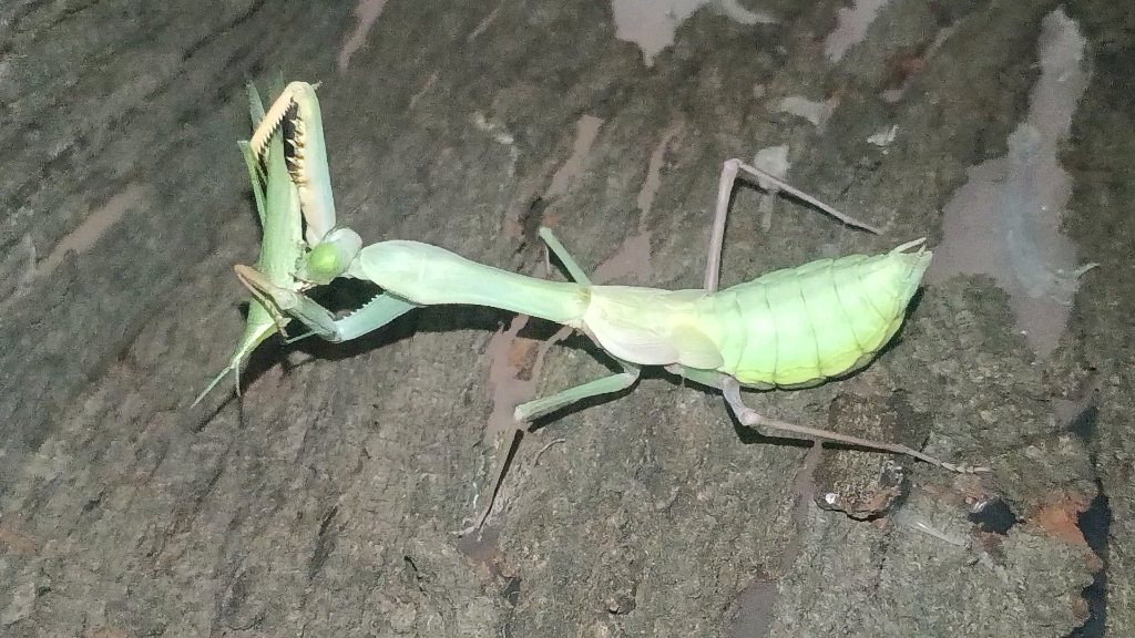 巴布亚斧螳啃蚂蚱