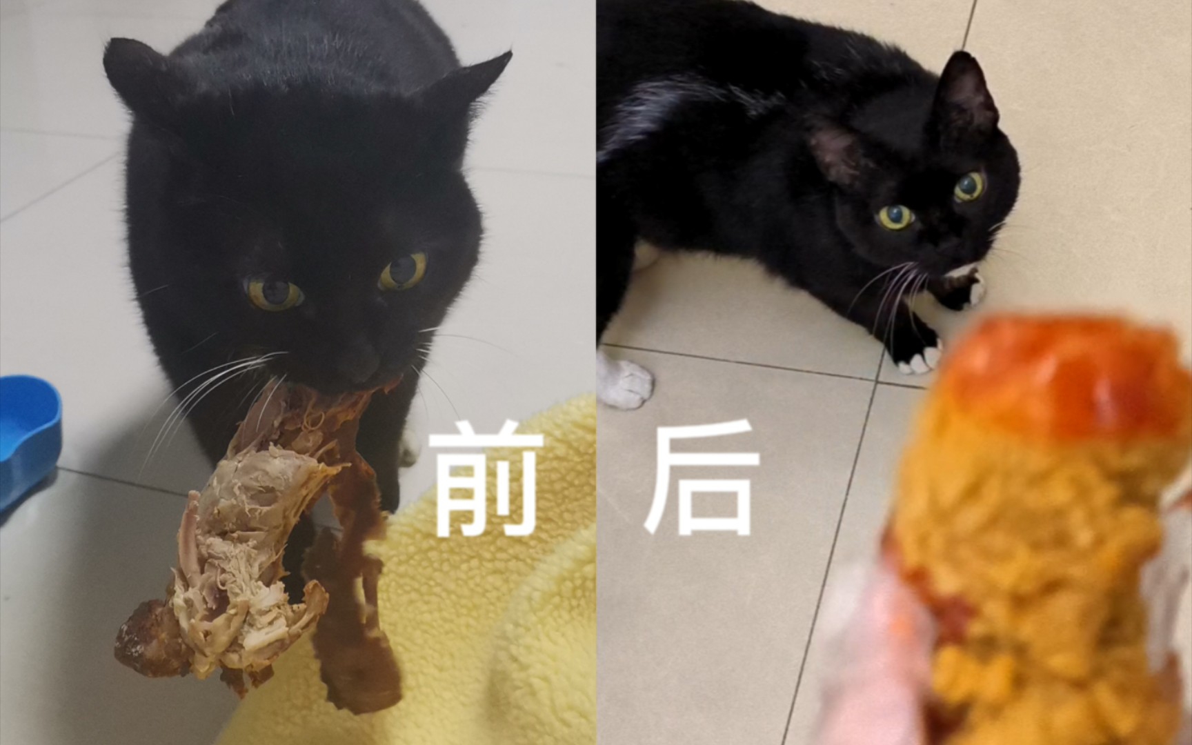 [图]投喂人类的流浪猫被领养后，人类是如何报恩的