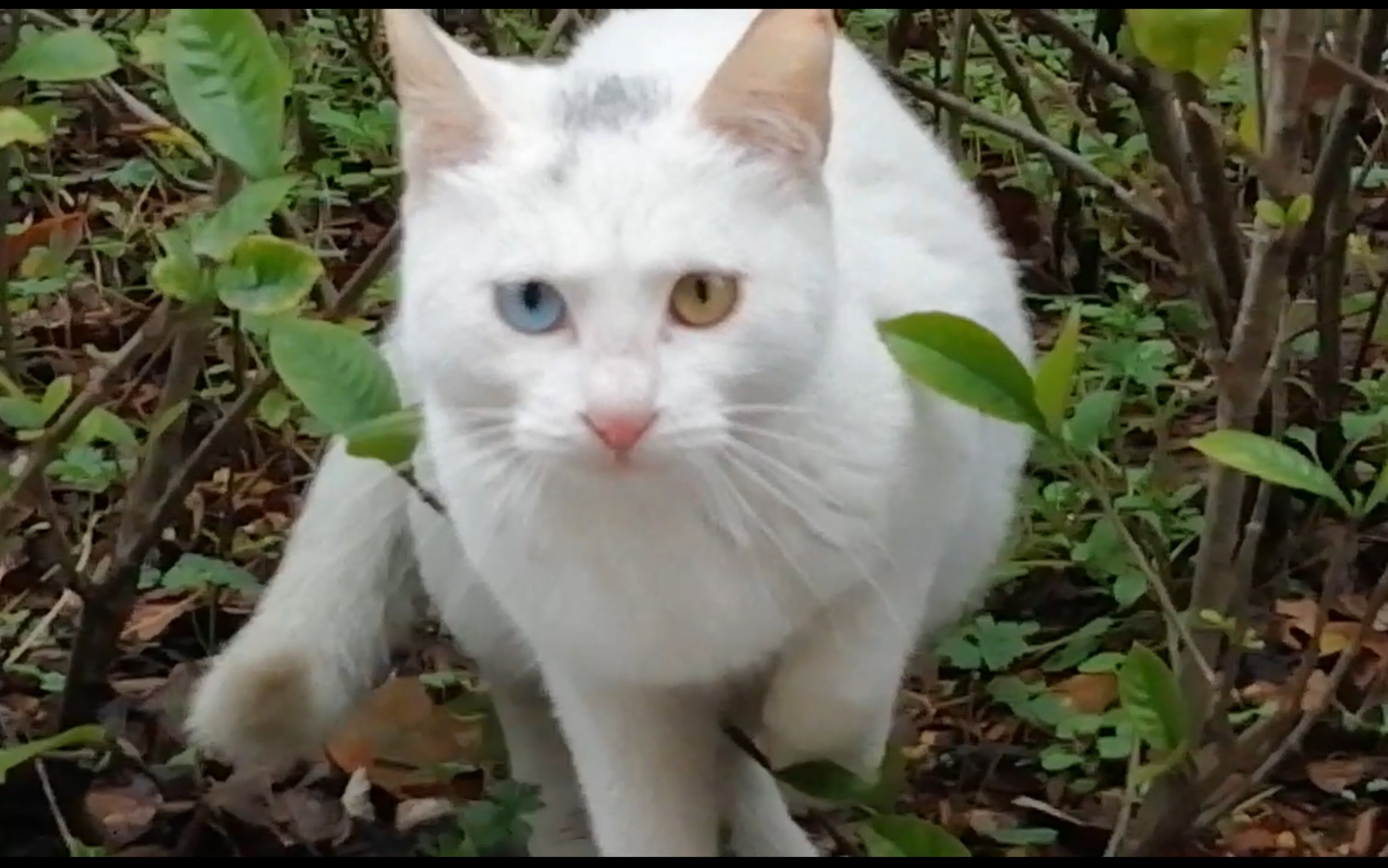 恭喜学院门前的流浪猫哥,喜提漂亮老婆一枚!_哔哩哔哩_bilibili