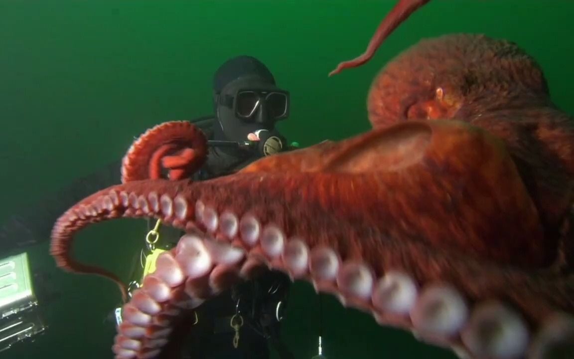 [图]中英文字幕《遭遇海怪  Encountering Sea Monsters》