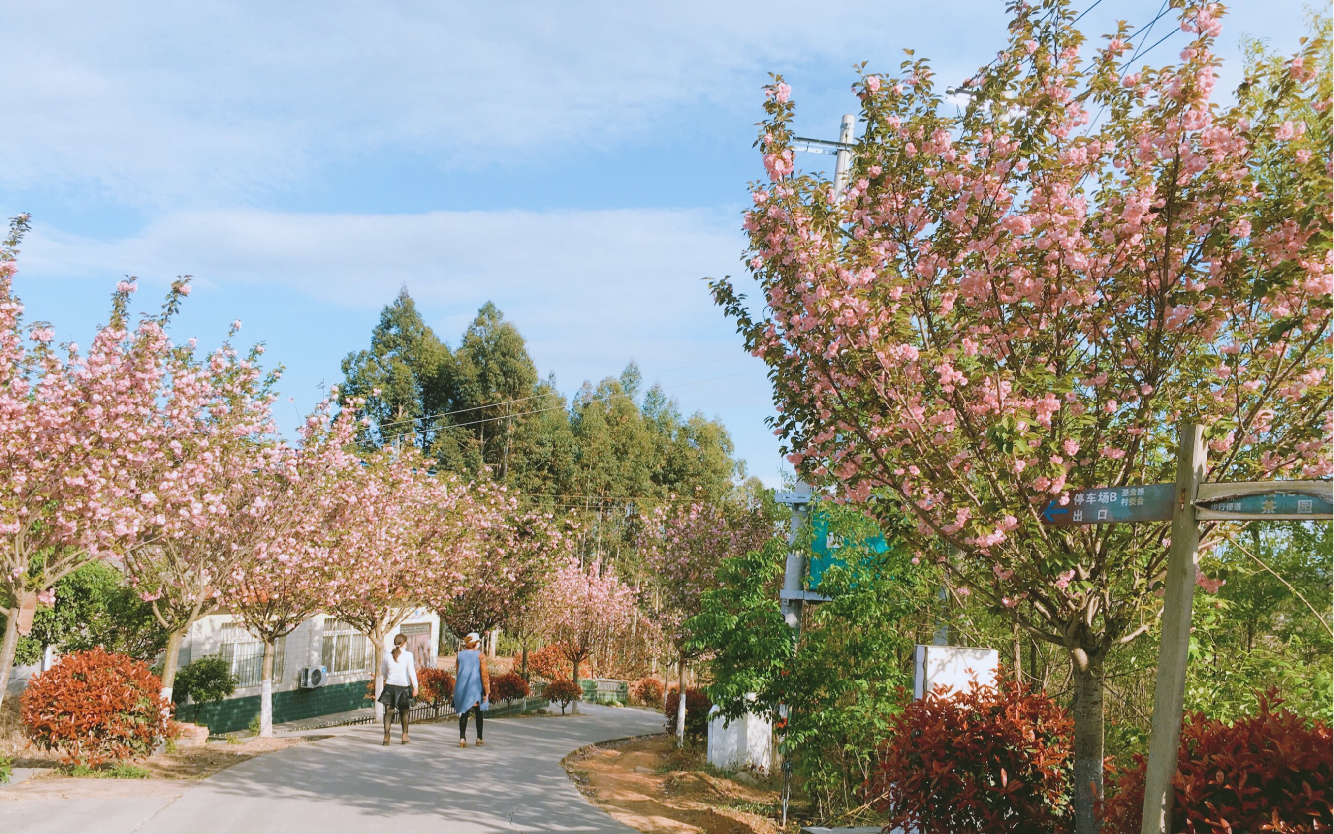 活动  走马观花式的慷慷绵阳的樱花吧/川北樱博园
