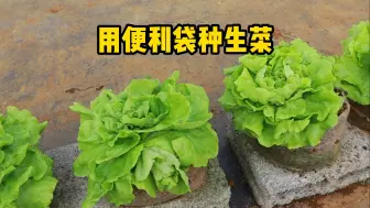 Video herunterladen: 用便利袋在家种生菜，方法简单易学，适合在阳台小院种植