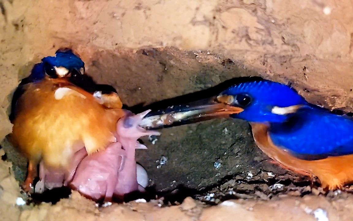 翠鸟育雏,幼鸟:妈妈,快给我吃鱼