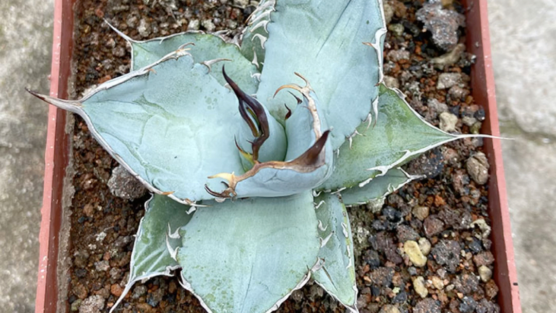 多肉植物龙舌兰科蓝冰一物一拍