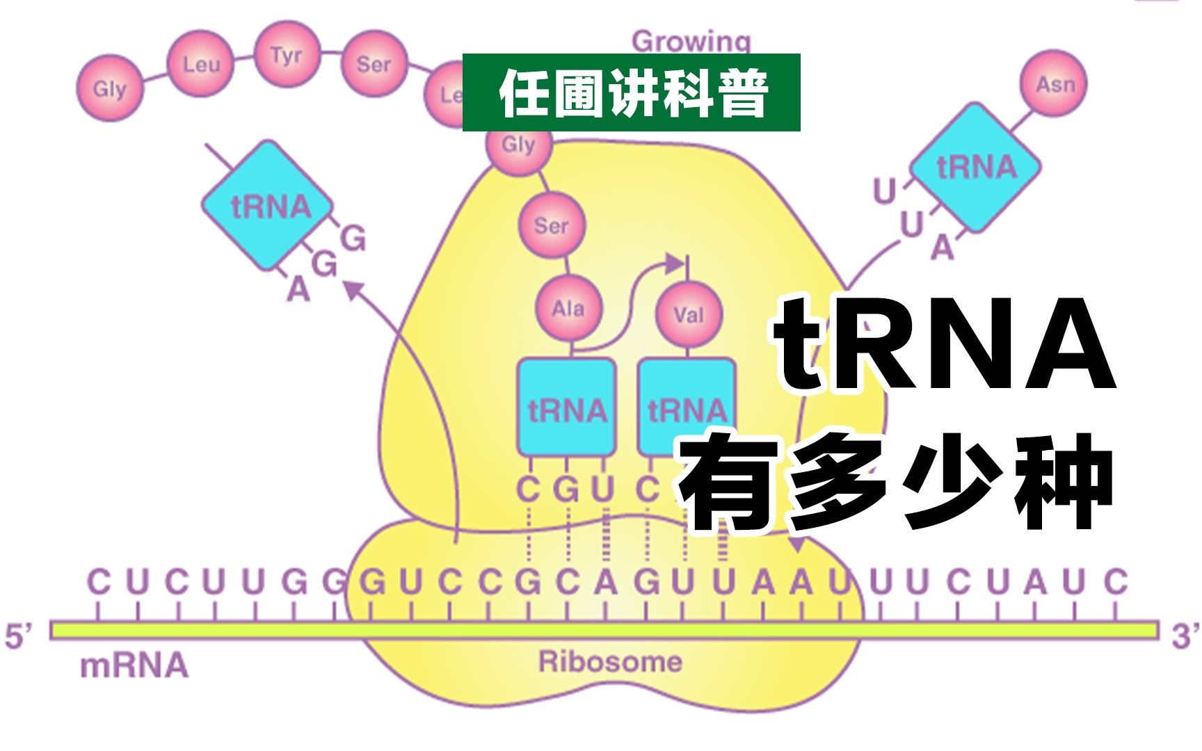 【任圃讲科普】tRNA有多少种?是和对应氨基酸的密码子、反密码子的数目一样吗?哔哩哔哩bilibili