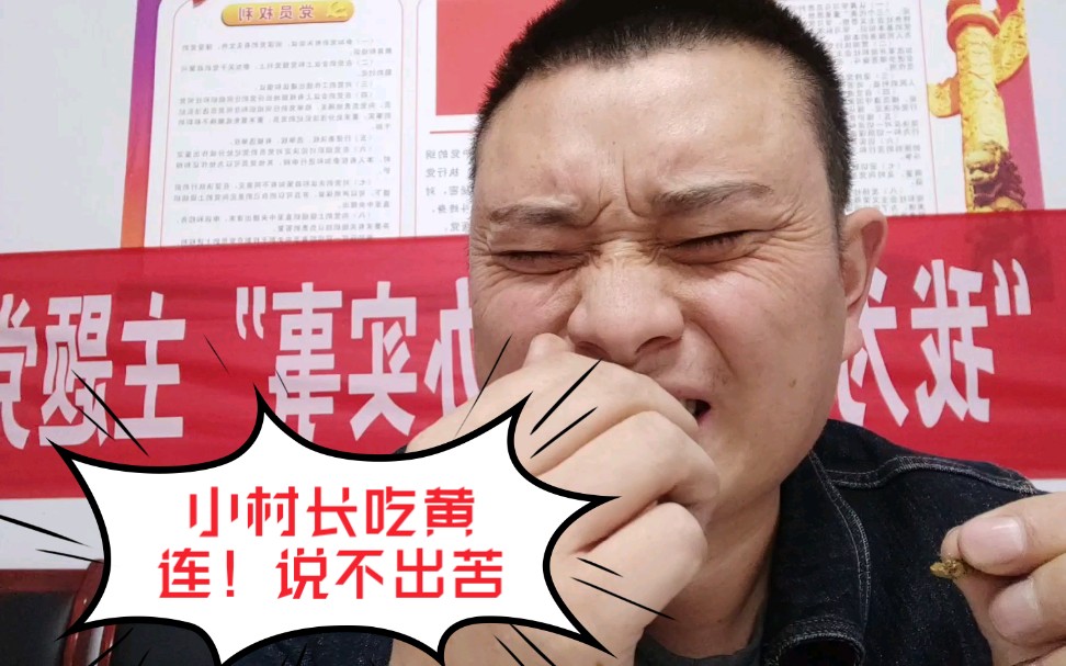 村长吃黄连_苦不堪言!黄连虽苦,但能致富!