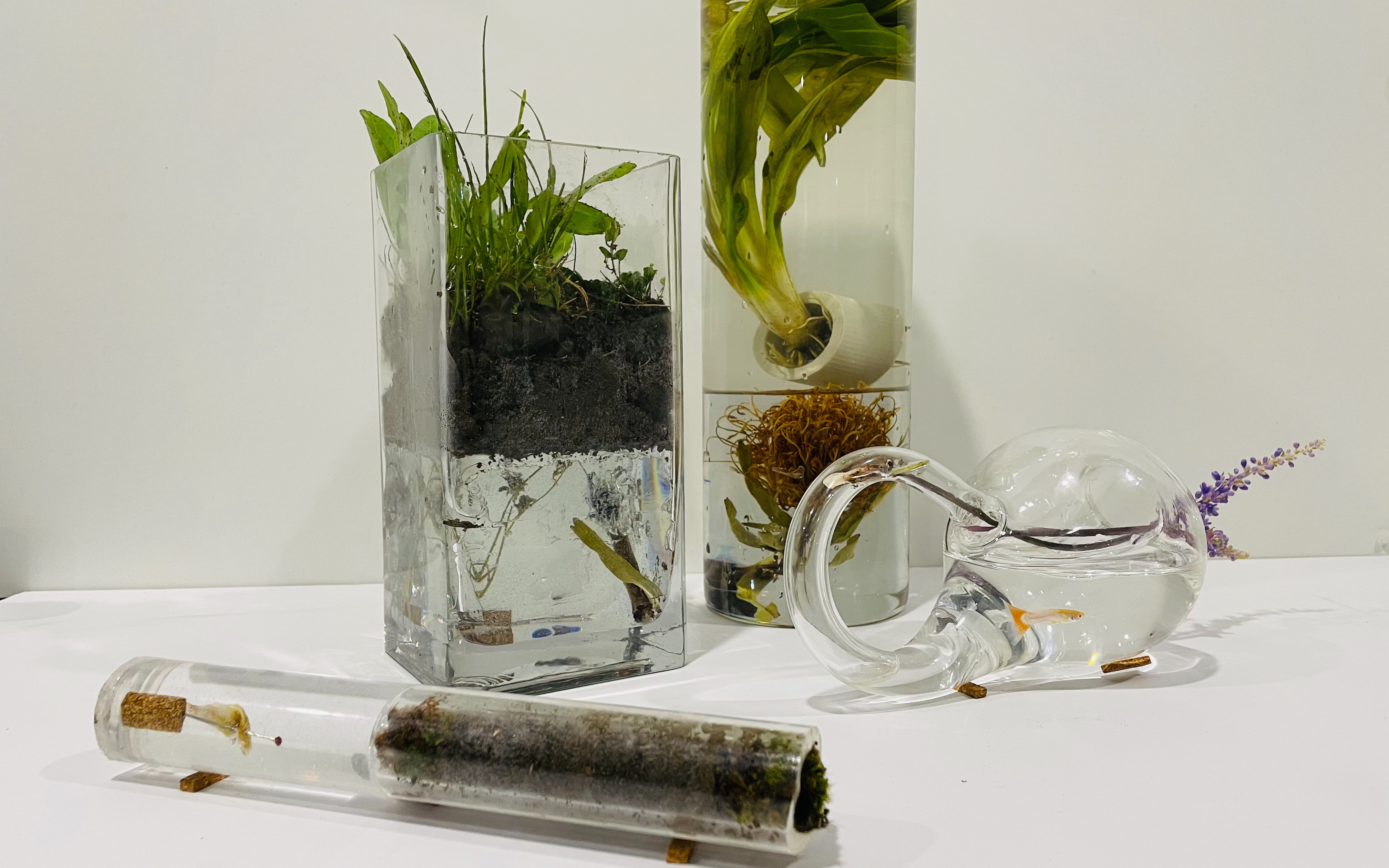 "boundary" 湿媒体 生物艺术 装置作品