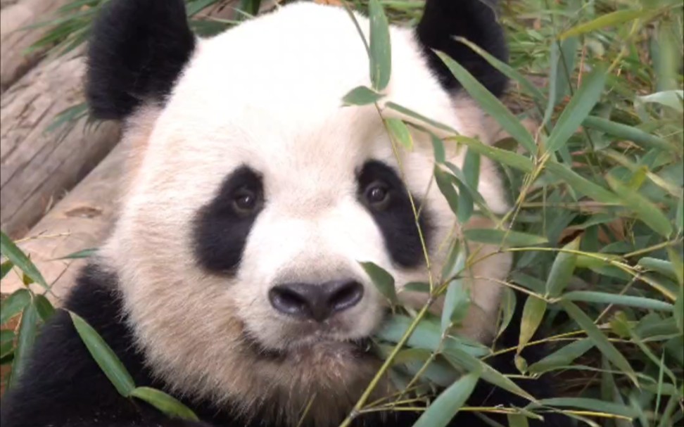 雪豆豆眼宝#大熊猫雪宝