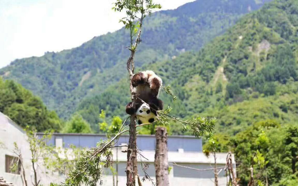 [图]20181023《大熊猫妃妃仔》每天的例行RUA孩子