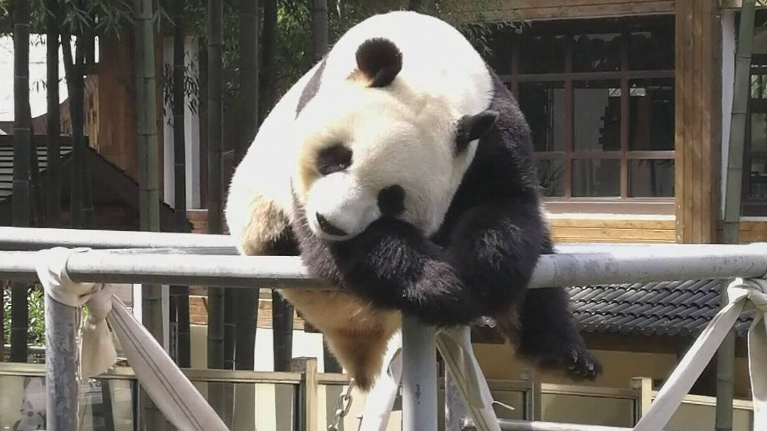 大熊猫星安-睡播