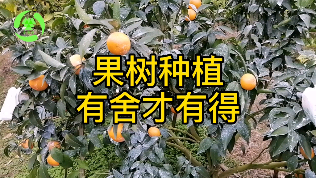 广西柑橘技术员,沃柑种植别舍不得疏果哔哩哔哩bilibili