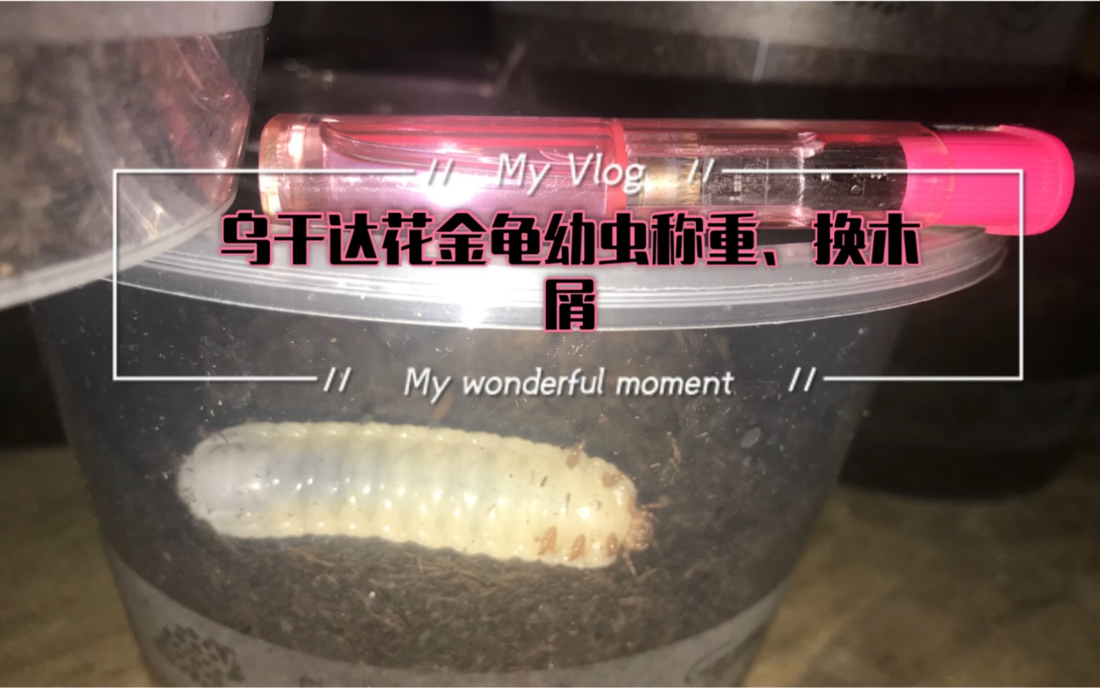 乌干达花金龟 幼虫 日常换木屑 称重