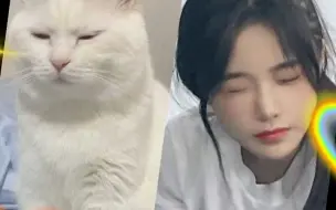 Скачать видео: 有的猫猫，你看一眼就知道它的主人是谁