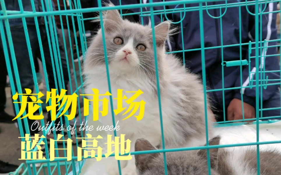 宠物市场,蓝白高地猫价值1500,心动吗?哔哩哔哩bilibili