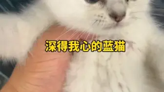 Video herunterladen: 猫太多，挑花眼了！#猫市 #猫咪 #布偶猫