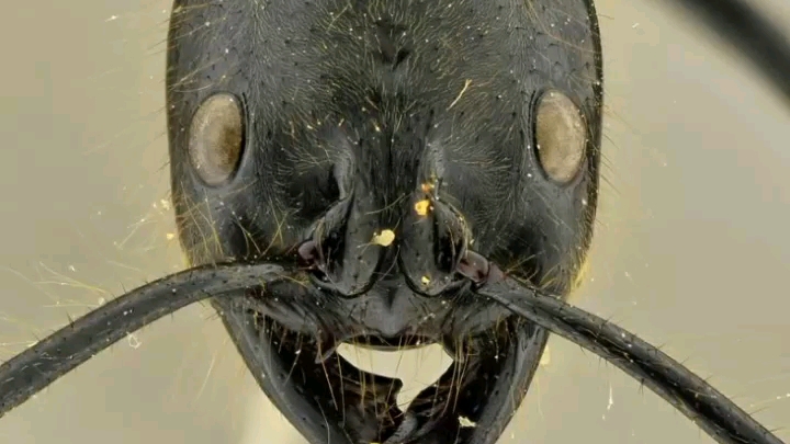 恐猛蚁属的所有物种(antwiki有记录的)物种体长我放评论区