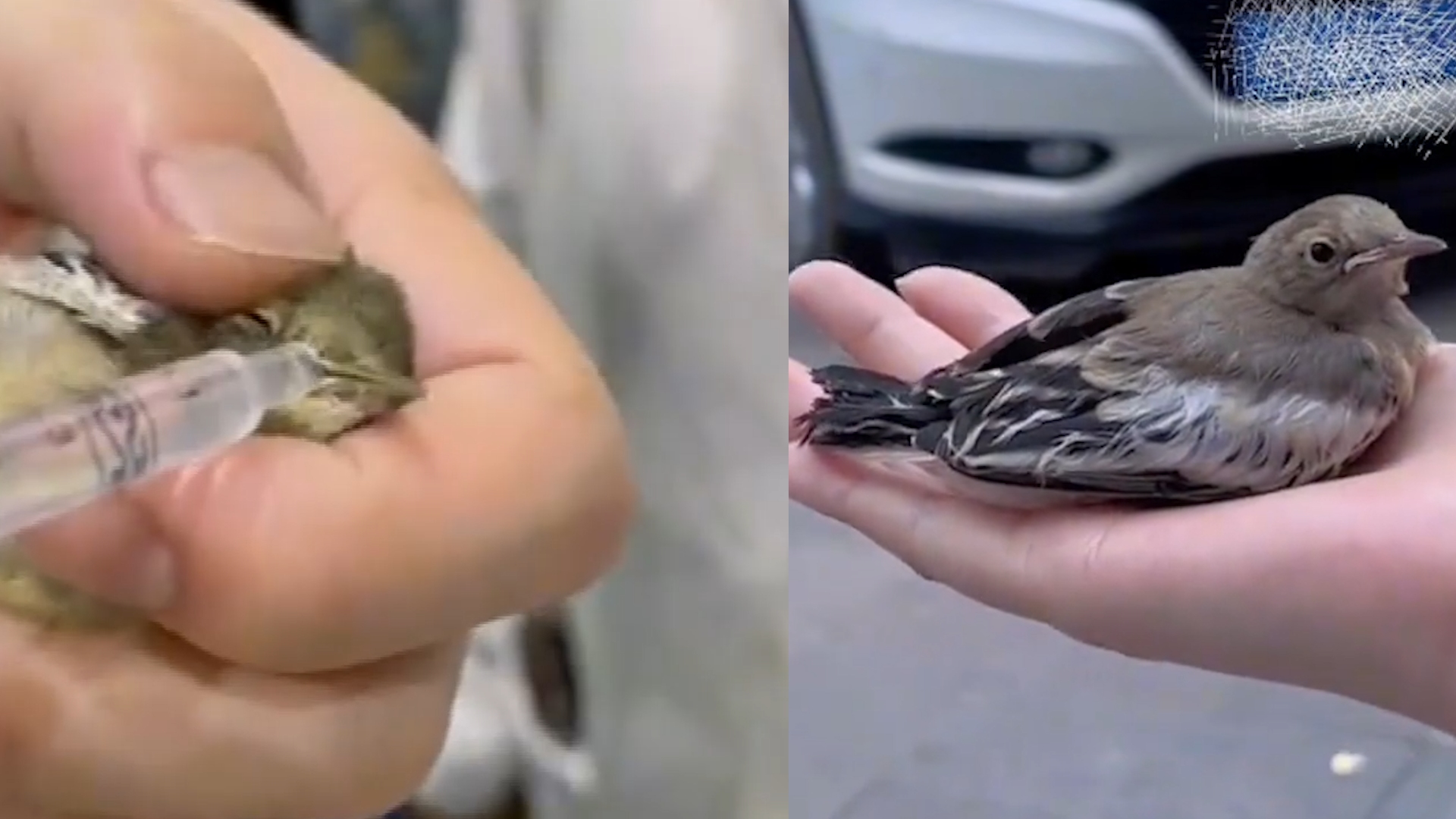 [图]奇妙！虚弱小鸟自己到宠物医院看病，被喂食后放飞，隔天又来复诊