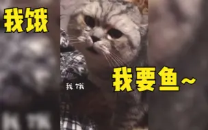 Video herunterladen: 盘点全网那些会说人话的猫咪：我饿，我要鱼……