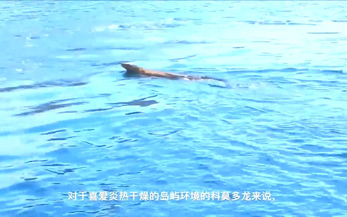 海上遇到科莫多龙,赶紧把相机放进水里,史前巨蜥游泳姿态好霸气