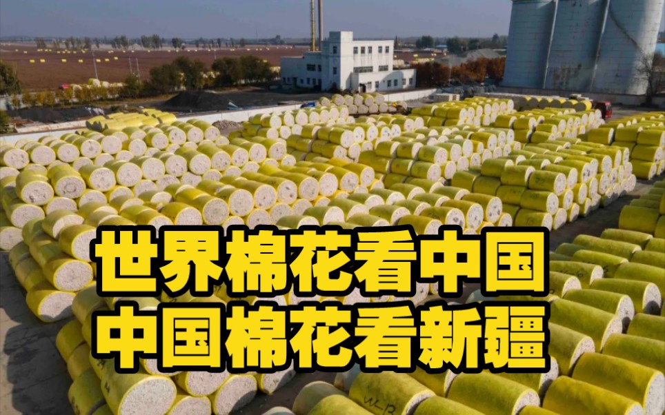遍地"金蛋" 新疆棉收购现场太舒适了