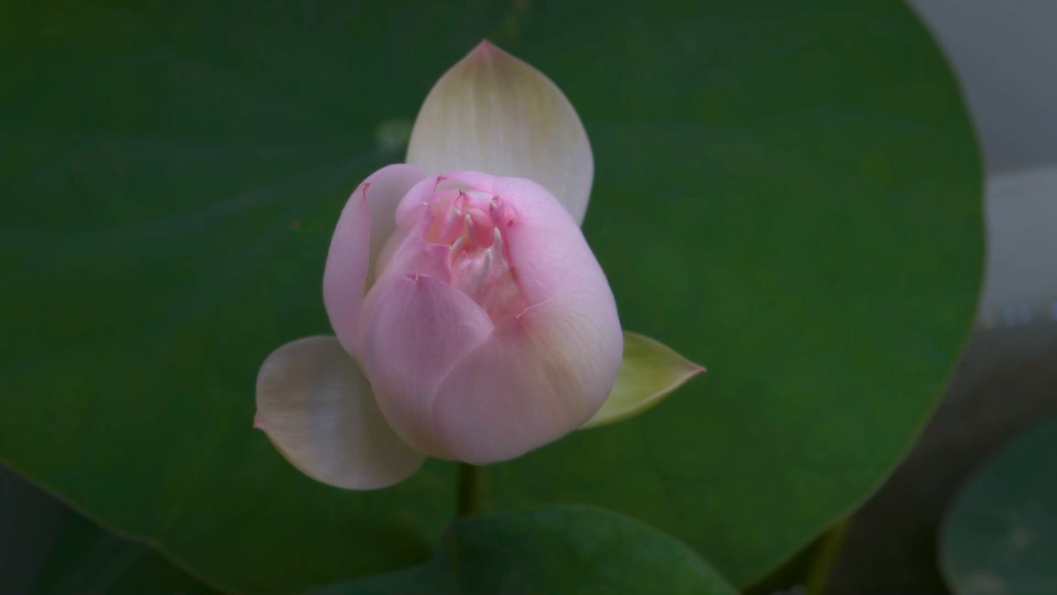 微型碗莲矮楚女开花延时