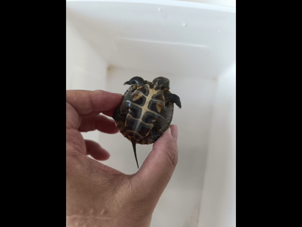 这三只杂交龟都杂的啥,有人看出来了吗?最后一只壳我都不太熟悉