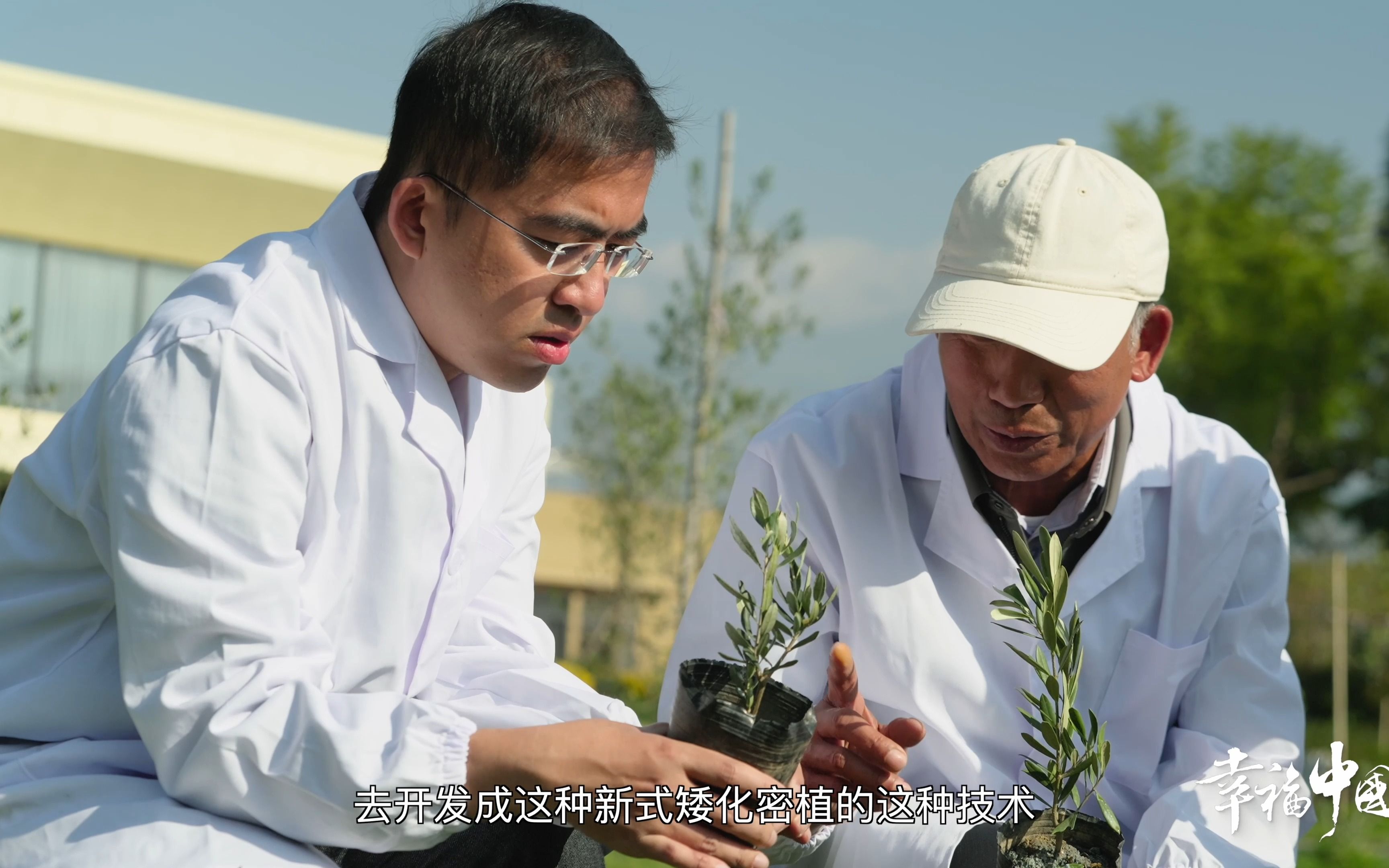 [图]《这十年·幸福中国》大凉山里酿出世界级橄榄油