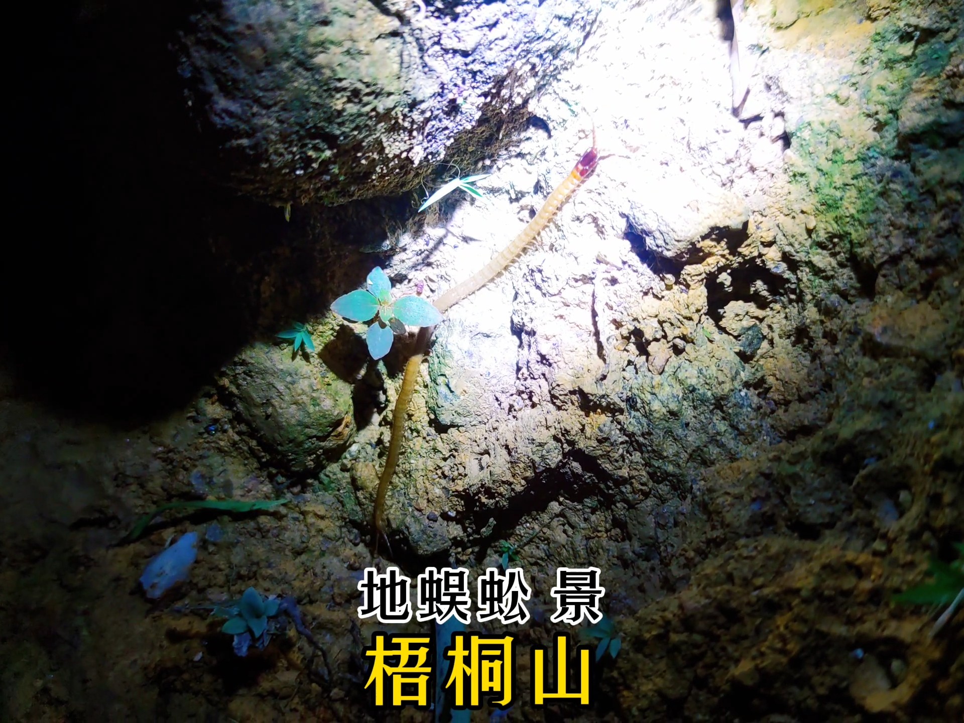 梧桐山上少见的长长身体白色蜈蚣地蜈蚣
