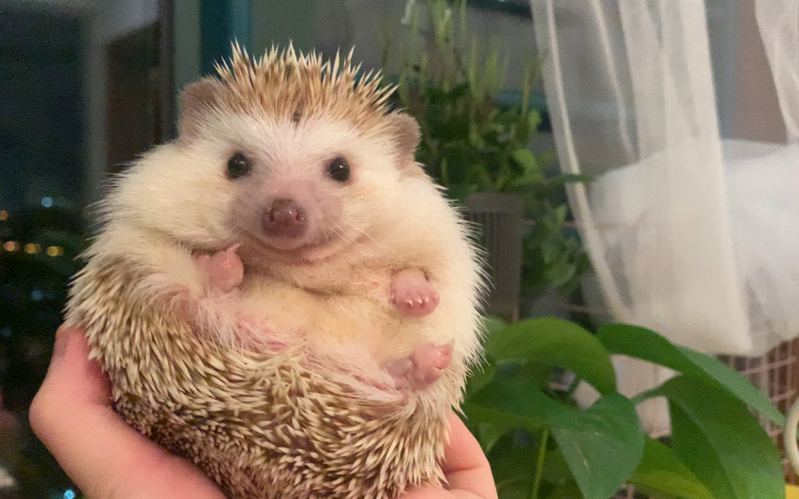 非洲迷你刺猬怎么不伤玉手抱非洲迷你刺猬