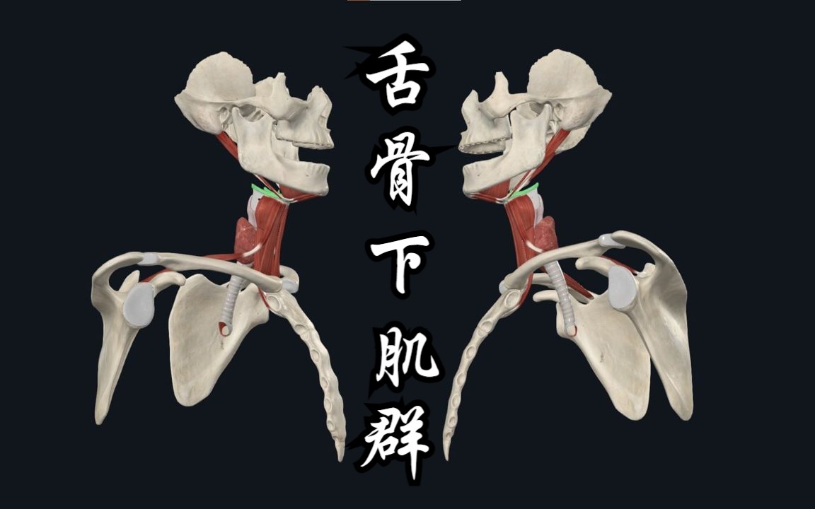 [图]颈部肌肉：舌骨下肌群及其功能