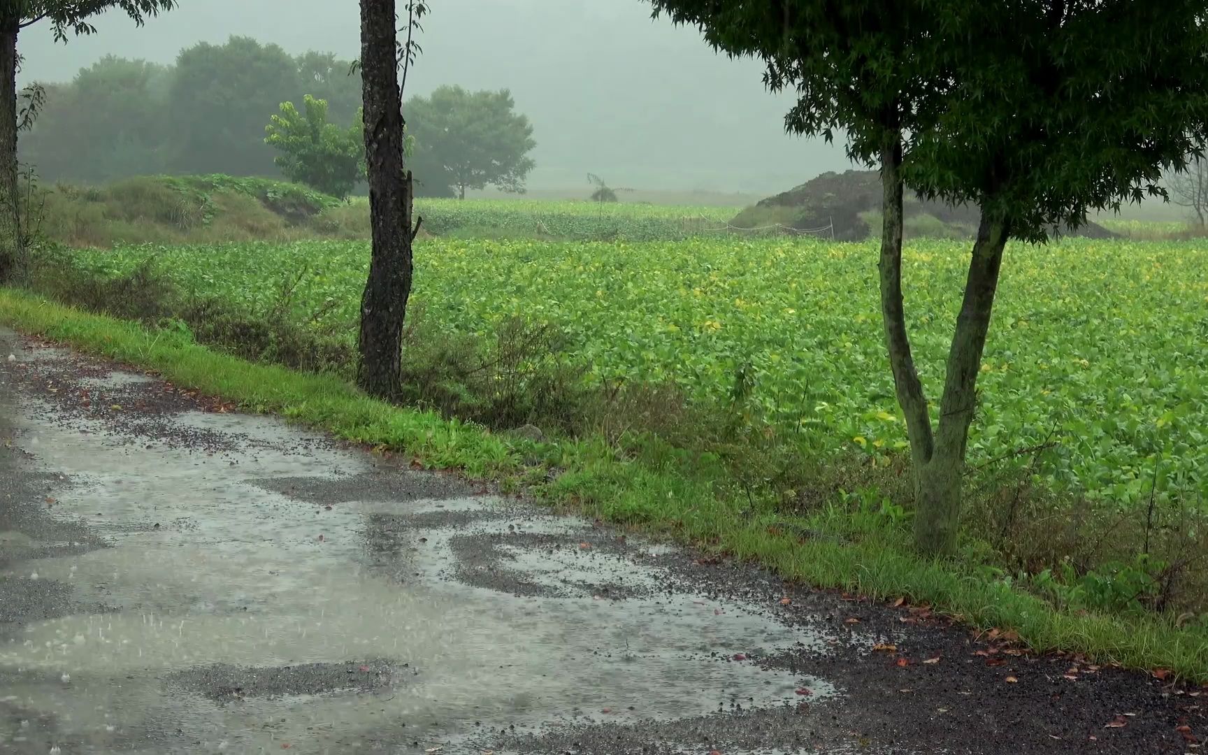 [图]【真实雨声】好喜欢村里的下雨天