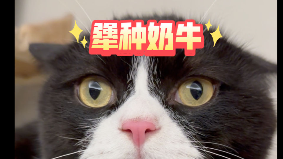 【今日memes】哦哦?原来是奶牛猫?