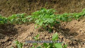 山野菜刺嫩芽你们吃过吗 大叔采回来这样炒真美味 出锅流口水了 哔哩哔哩 つロ干杯 Bilibili