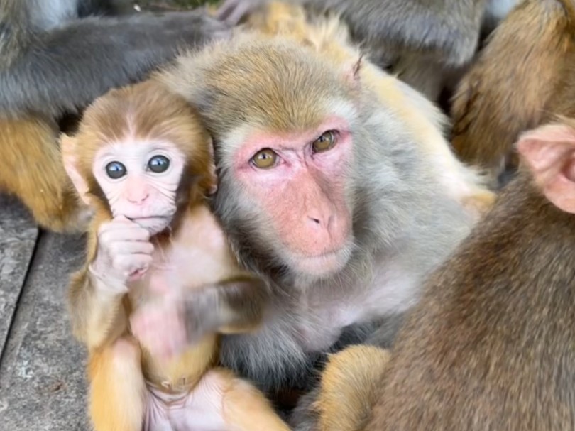 乖萌的小猴宝宝.