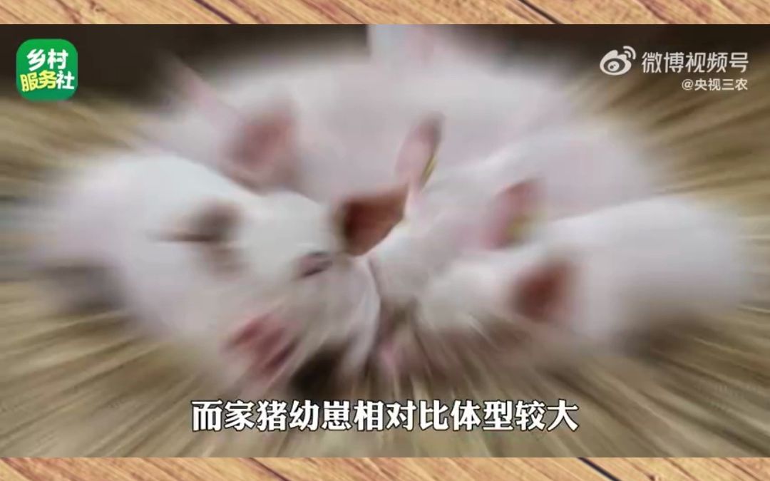 小香猪是特有的迷你猪品种,如果想养殖,该怎么挑选呢?来源:央视三农哔哩哔哩bilibili