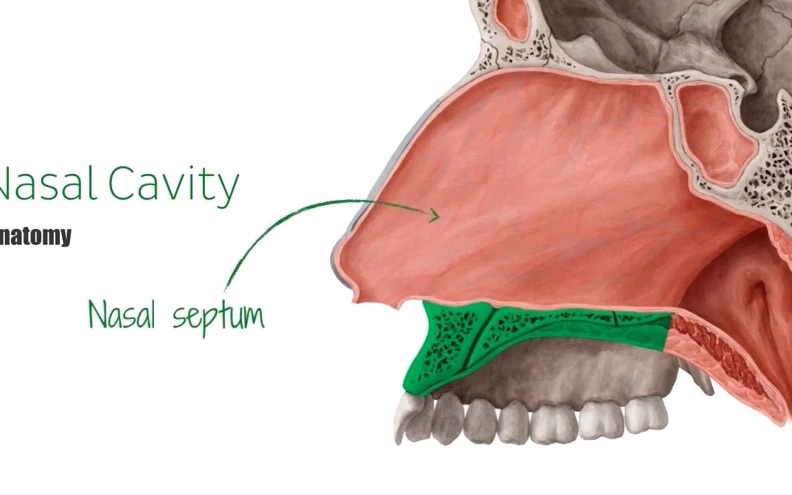 鼻腔神经人体解剖学
