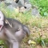 宠物猴遇见野生猴，嘴巴狂吧吧