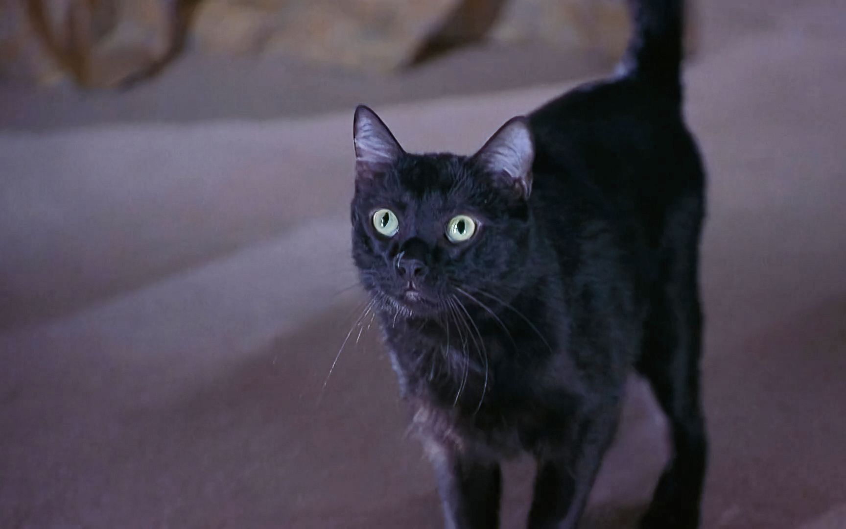 恶搞天花板经典惊悚喜剧电影惊声尖笑2