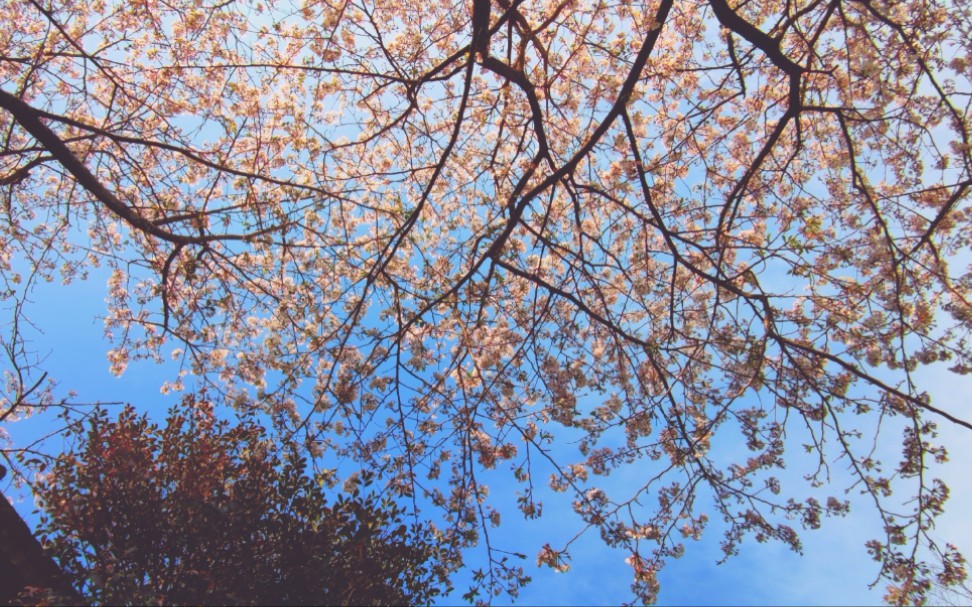 日本神社的落樱