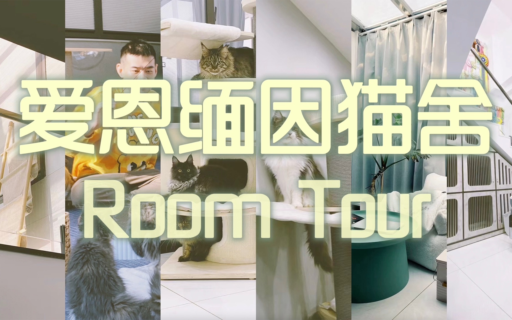 爱恩缅因猫舍Room Tour 像猫舍的家?像家的猫舍?带你一次性参观!哔哩哔哩bilibili