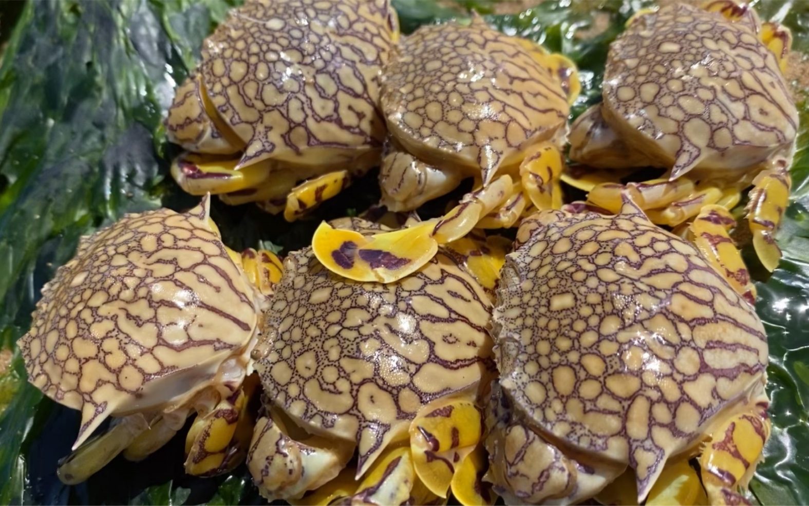 赶海发现好多花螃蟹,太可爱了