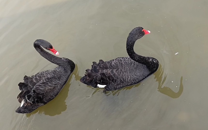 天鹅湖中偶遇两只黑天鹅