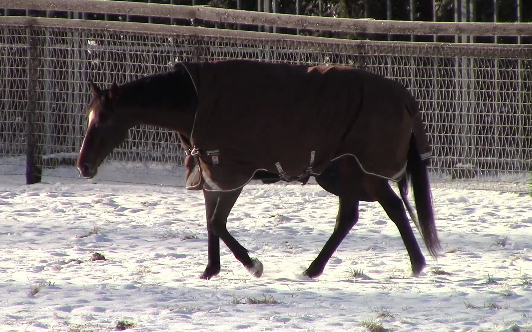 在雪地上散步的北部玄驹キタサンブラック
