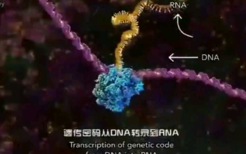 [图]人体奥秘-细胞的声音与DNA运作状态视频