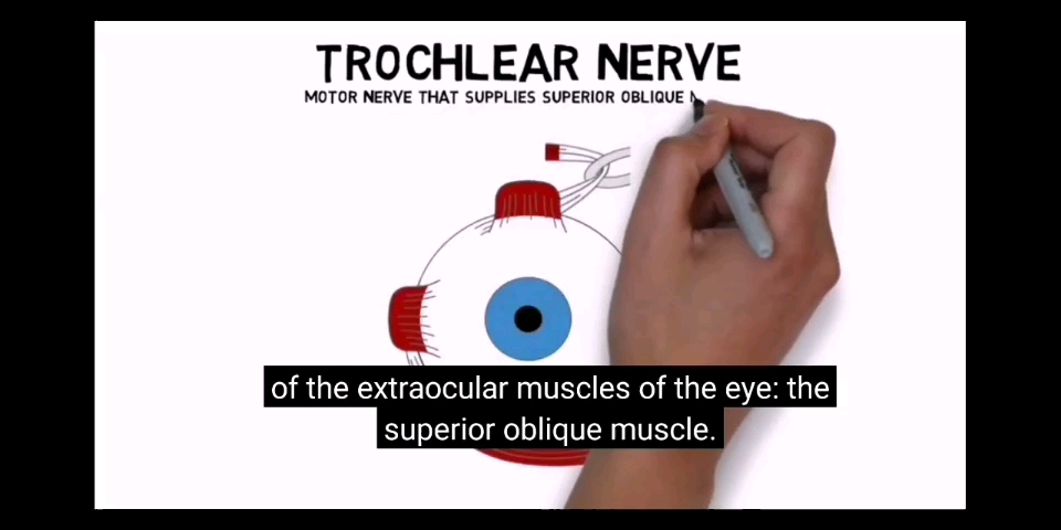 [图]Trochlear nerve