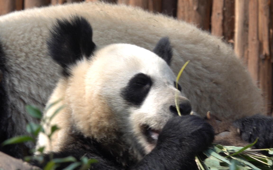 大熊猫金宝金宝也是脑洞大开用脚掌当小饭桌