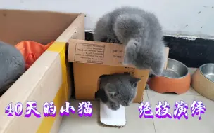 Download Video: 流浪蓝猫报恩记:40天的小猫都会那些技能？训练用猫砂如此简单