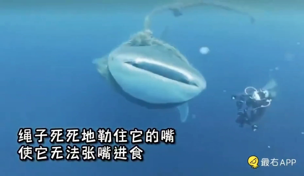 万物皆有灵 #海洋生物哔哩哔哩bilibili