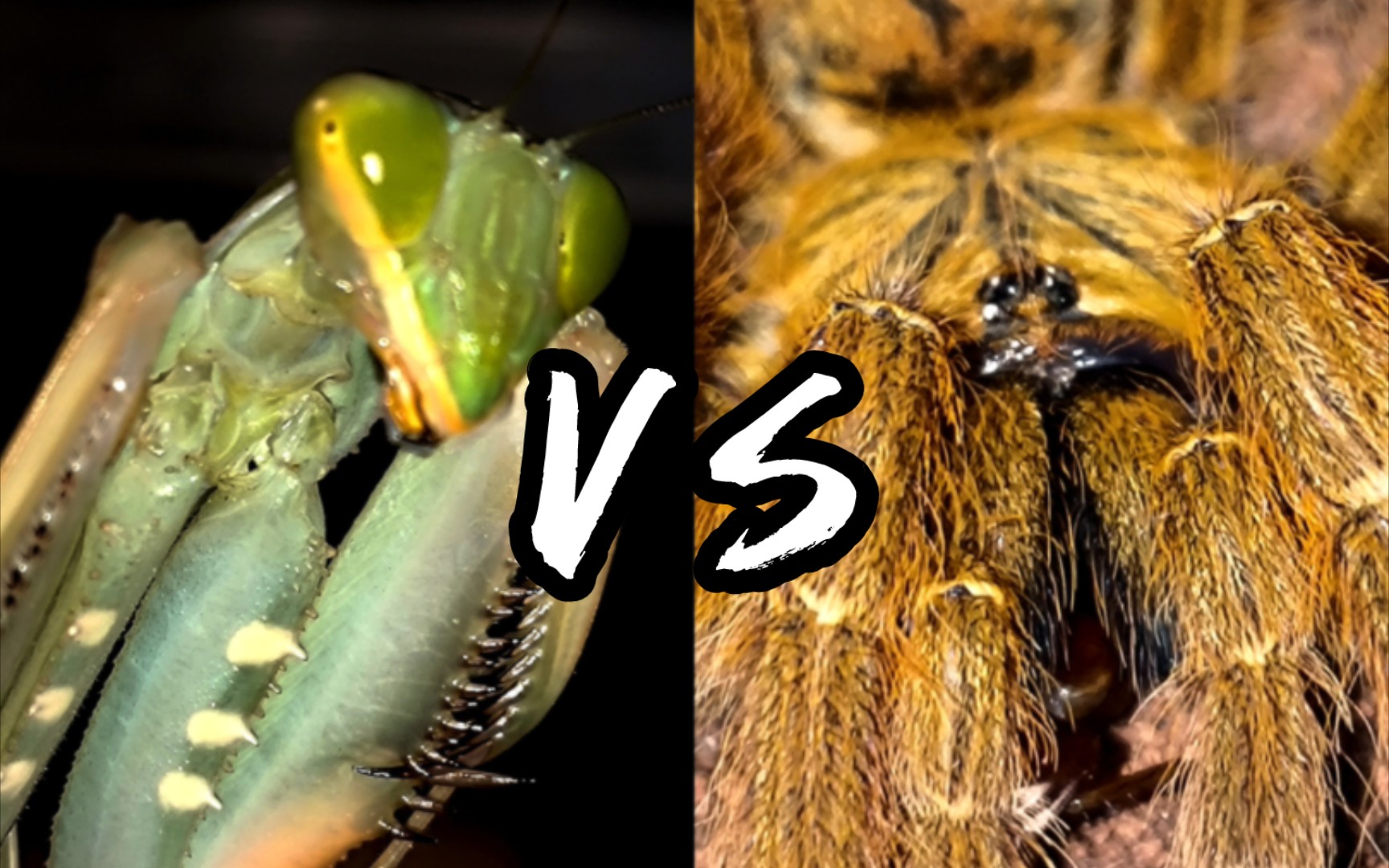 昆虫军vs毒虫军图片